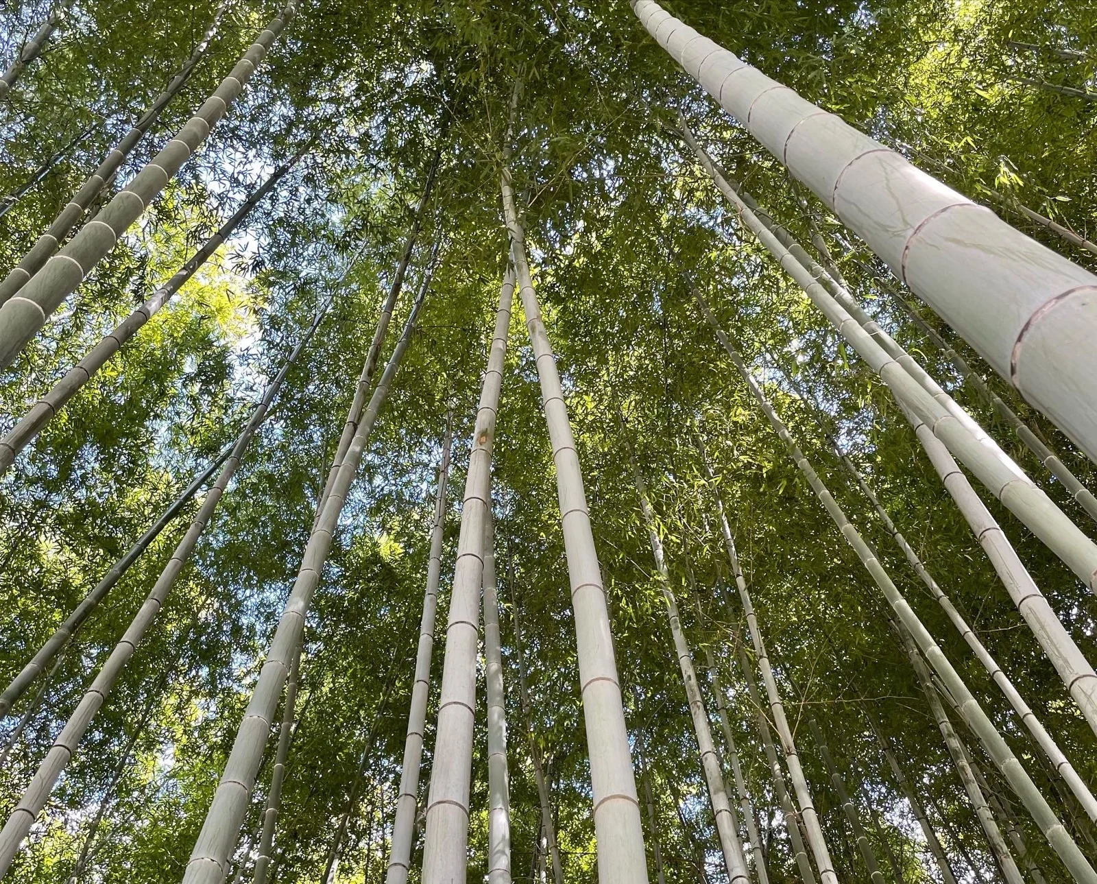 空に向かって伸びる竹を下から見上げた竹林の風景