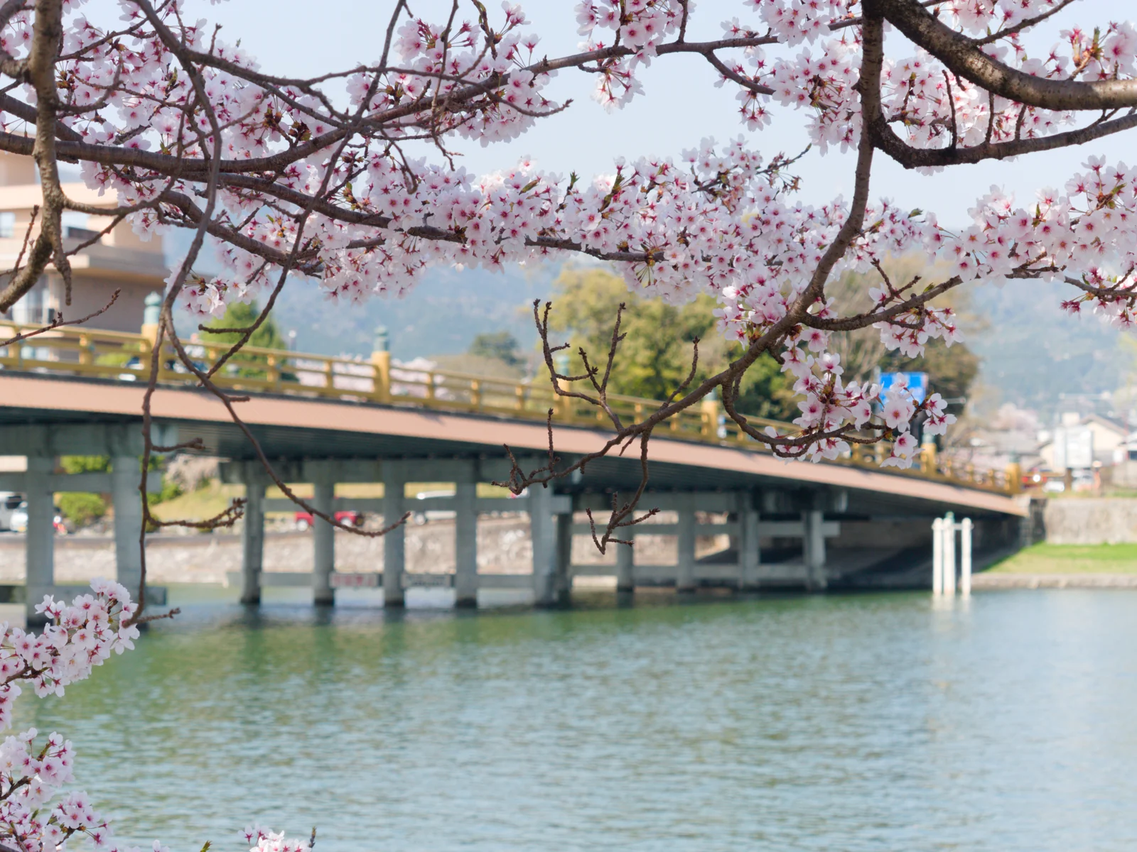 桜の花越しに見える瀬田の唐橋と瀬田川